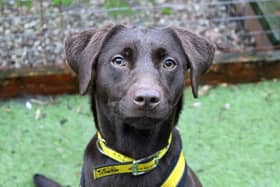 Luna was found as a stray. She loves to play and is friendly with people. Image: Dogs Trust Merseyside