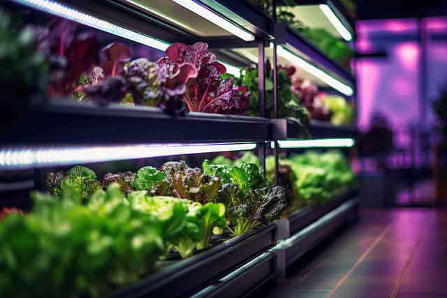 An indoor vertical farm featuring multiple layers of green crops illuminated by LED lights. Image: nur/stock.adobe