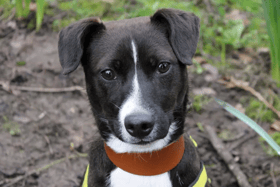 Dozens of dogs in Liverpool and Merseyside need homes and are living in Dogs Trust's kennels. Image: Dogs Trust Merseyside