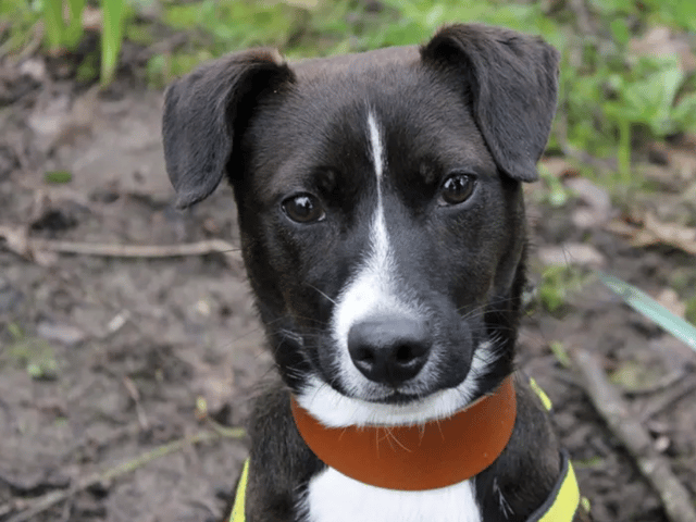 Dozens of dogs in Liverpool and Merseyside need homes and are living in Dogs Trust's kennels. Image: Dogs Trust Merseyside