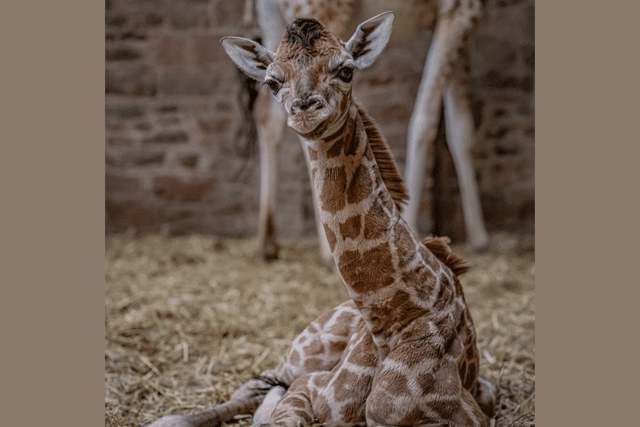 The gender of the majestic calf is not yet known. Image: Chester Zoo