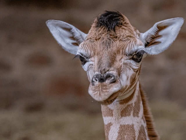 Chester Zoo has welcomed a towering addition to its family, with the birth of the rare Rothschild's giraffe captured live on CCTV. Image: Chester Zoo