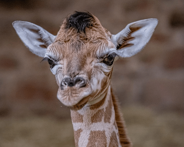 Chester Zoo has welcomed a towering addition to its family, with the birth of the rare Rothschild's giraffe captured live on CCTV. Image: Chester Zoo
