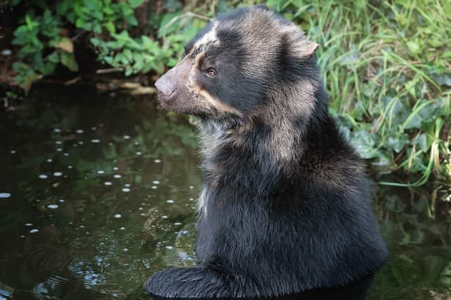 Andean Bear Chui at Knowsley Safari. Image: Knowsley Safari