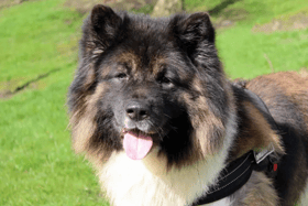 Wilson, Dogs Trust Merseyside