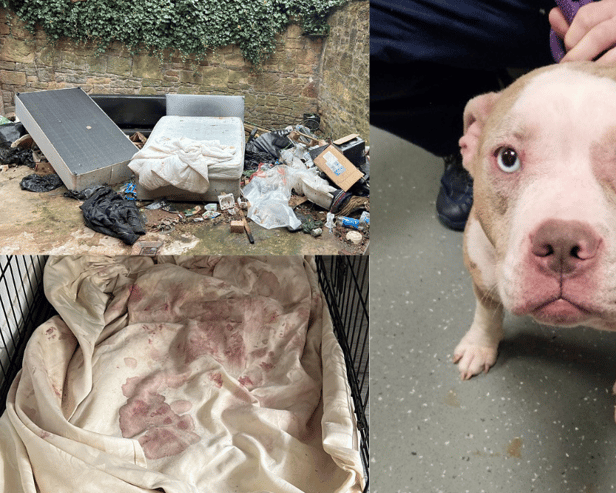 Peggy was found in a terrible condition at a property in Prenton. Officers found the bedding in her crate covered  in blood. Image: RSPCA