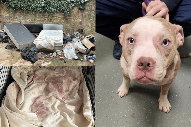 Peggy was found in a terrible condition at a property in Prenton. Officers found the bedding in her crate covered  in blood. Image: RSPCA