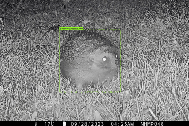According to the British Hedgehog Preservation Society (BHPS), hedgehog populations in country areas have dropped by between 30% and 75% since 2000. But, there could be hope for the mammals thanks to a unique project, combining citizen scientists and artificial intelligence created at Liverpool John Moores University (LJMU). Image: LJMU