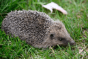A hedgehog is pictured in a garden in Tinteniac, western France. Image: Damien Meyer/AFP/Getty Images