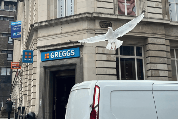 Residents say huge seagulls are causing mayhem in Liverpool city centre. Image: Emma Dukes/Liverpool
