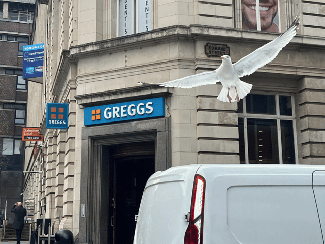 Residents say huge seagulls are causing mayhem in Liverpool city centre. Image: Emma Dukes/Liverpool