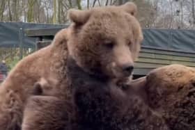 Bears Eso and Byara 'wrestle' at zoo.