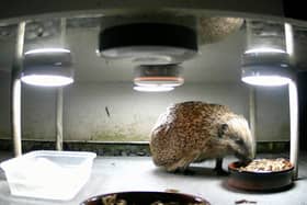 A hedgehog captured with a motion-sensitive camera