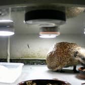 A hedgehog captured with a motion-sensitive camera