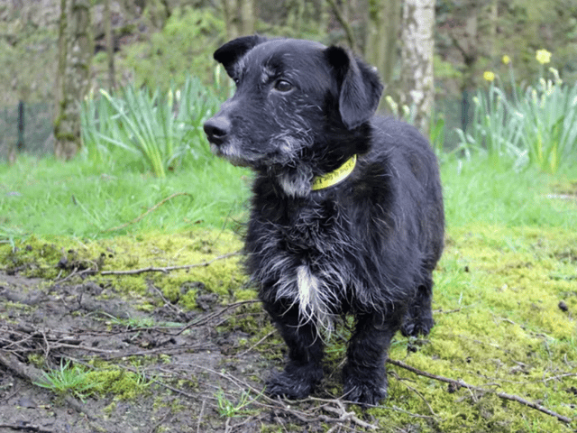 Dusty is an adorable crossbreed looking for a forever home in Liverpool. Image: Dogs Trust Merseyside