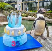 Spneb, Europe's oldest penguin, celebrates her 36th birthday with a fish themed cake at Paradise Park, Cornwall.