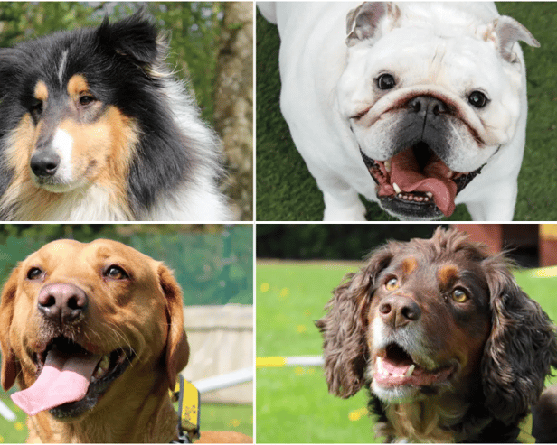 Dogs and puppies up for adoption in Liverpool. Image: Dogs Trust Merseyside
