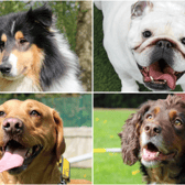 Dogs and puppies up for adoption in Liverpool. Image: Dogs Trust Merseyside