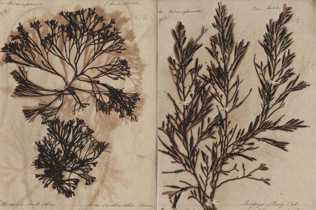 Researchers analysed 200-year-old seaweed. Image: Durham University