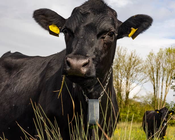 Cows controlled with GPS tracker which plays music.