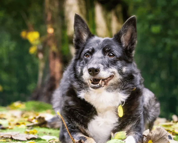 Molly is a Border Collie looking for a forever home in Liverpool or Merseyside. She is currently being looked after by Dogs Trust Merseyside. Image: Dogs Trust