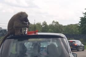 Baboon destroys car brake light during Safari Drive.