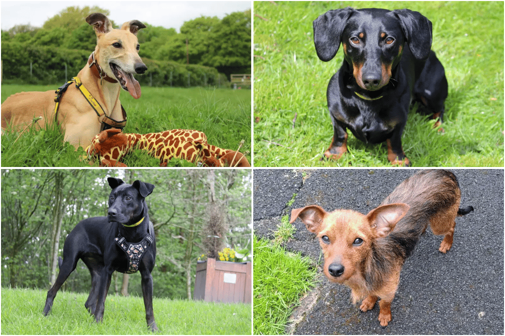 15 adorable dogs and puppies looking for a forever home in Merseyside