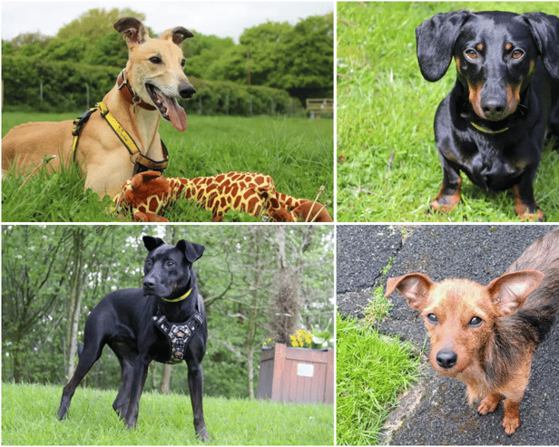 These dogs and puppies are up for adoption in Liverpool and Merseyside. Dogs Trust are looking for new homes for them. Image: Dogs Trust