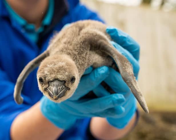 Eleven penguin chicks have hatched at Chester Zoo. Image: Chester Zoo