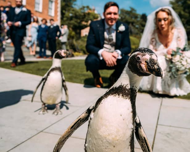 The penguin ring bearers at the wedding of Kerrilea Keilty and Joe Keilty who tied the knot surrounded by friends and family at The Old Palace in Chester. Image: Madison Picture / SWNS