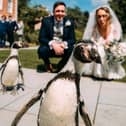 The penguin ring bearers at the wedding of Kerrilea Keilty and Joe Keilty who tied the knot surrounded by friends and family at The Old Palace in Chester. Image: Madison Picture / SWNS