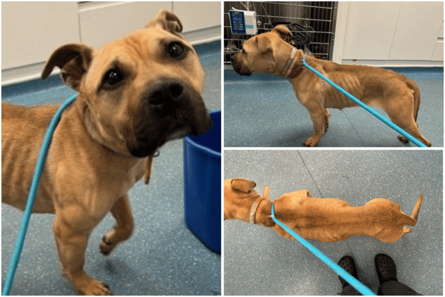 'Extremely emaciated' dog found abandoned in Merseyside