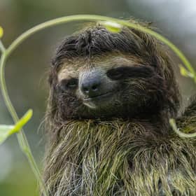 The virus is thought to have originated in pale throat sloths. (Photo: Pexels, Steve Paton)