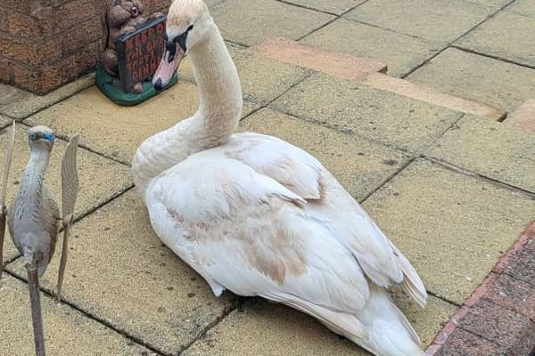 The swan is in good health once again
