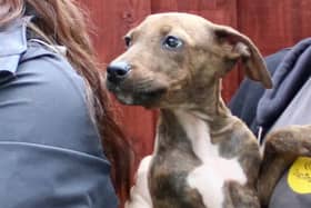 Eight Lurcher puppies were found in a cardboard box in St Helens.
