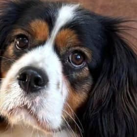 Carol enjoys getting out for walks, taking in all the new smells and experiences, and she travels well in the car. She will engage with toys, especially when you encourage her and join in the fun.
She is looking for an active home where she won’t be left for long periods and where she can be gradually and positively taught that short absences are okay. Carol would prefer to be the only pet in the home and could live with calm, dog-savvy children aged 12+.