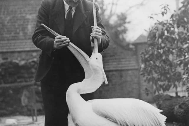 Director of the North of England Zoological Society, George Mottershead, inspects a pelicans throat at Chester Zoo, March 13 1966. (Photo by J. Smith/Fox Photos/Hulton Archive/Getty Images)
