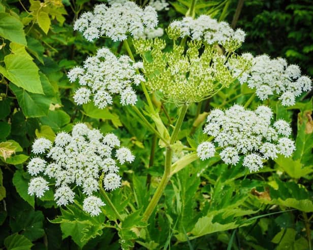This toxic plant is harmful to humans, as its chemicals can cause significant wounds to the skin. While for some, it is just a burning sensation, for others, it can cause permanent scars. This is why giant hogweed is considered illegal and the fines can go up to £5,000. They can be recognised by their large white flowers and towering height.