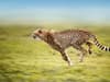 First News: Cheetahs set to return to India