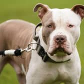 A man and a woman have been charged after an eight-year-old was bitten by an XL Bully dog in Bootle on Saturday (February 10).