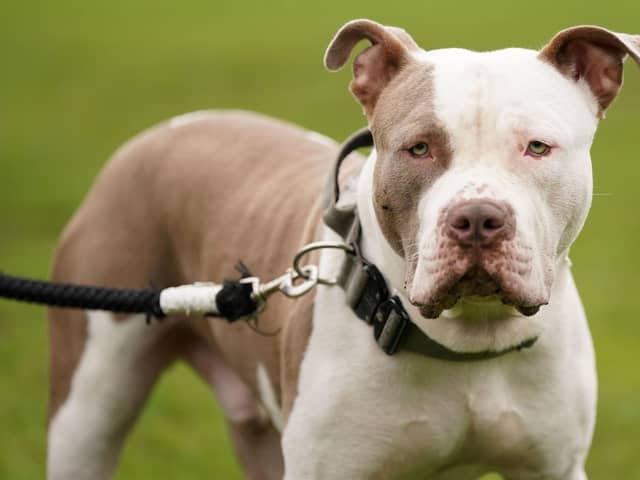 A man and a woman have been charged after an eight-year-old was bitten by an XL Bully dog in Bootle on Saturday (February 10).