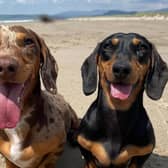 The winner will get to take £4,000 worth of holidays and win a doggy bag full of treats (photo: Canine Cottages)