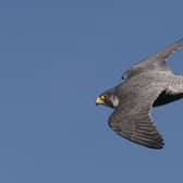 A peregrine falcon. Picture by Nick Upton c/o National Trust Images.