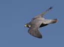 A peregrine falcon. Picture by Nick Upton c/o National Trust Images.