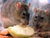 Sefton Borough Council dealt with almost 2,000 rodent infestations last year