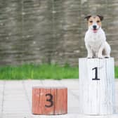Ever wondered if your favourite breed is as popular with others? Now you can find out with data LiverpoolWorld has obtained from the Kennel Club.