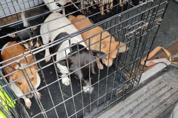 Enforcing the ban would mean “cracking down on illegal puppy farms and targeting illegal breeding.” 