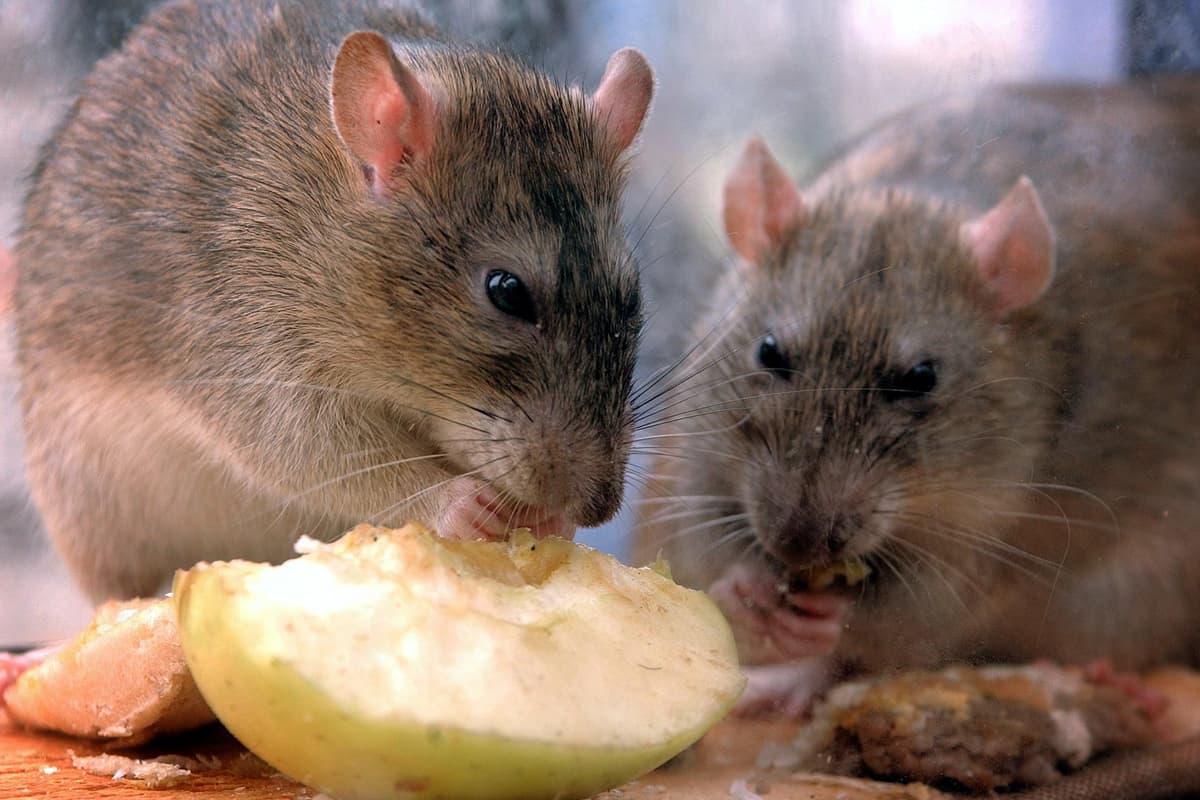Liverpool City Council dealt with more than 10,000 rodent infestations last year